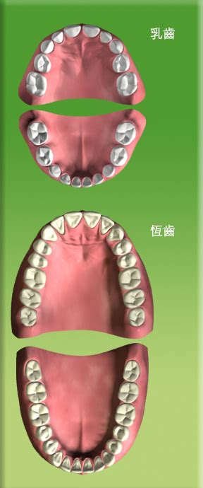 人有多少顆牙齒|親子口腔護理樂園